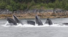 four humpbacks are swimming in the water