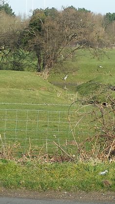 a sheep standing in the grass behind a fence