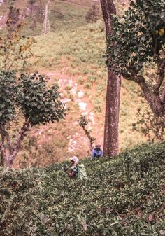 two people walking up a hill in the woods