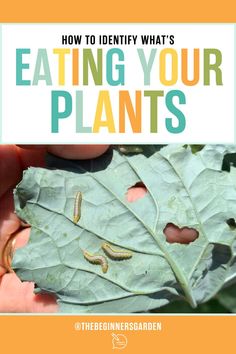 What's Eating Your Plants Pill Bug, Flea Beetles, Bad Bugs, Integrated Pest Management, Organic Pest Control, Garden Insects, Beneficial Insects