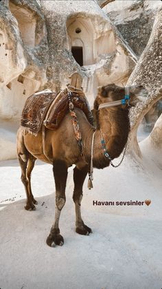 a camel is standing in the snow near some rocks and trees with a cave behind it