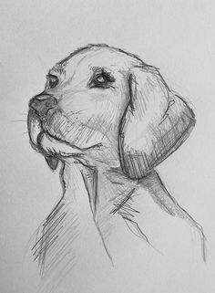 comics pencil sketch cartoon drawing dog puppy golden retriever Drawing Inspo Animals, Skisser Ideas, Dog Drawing Sketches, Cute Drawings Sketches, How To Draw A Dog, Dog Pencil Sketch, Drawings With Pencil, Golden Retriever Sketch