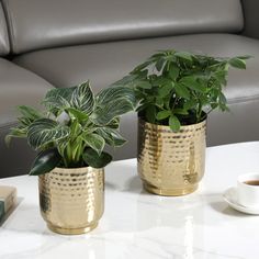 two potted plants sitting on top of a white table