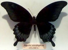 a black butterfly is on display in a glass case with a sign that says papiia ascolaphus clibes