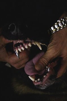 a person holding a dog's teeth with it's mouth open in the dark