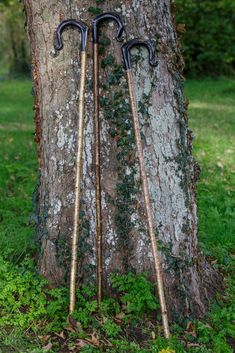 two metal walking sticks sticking out of the ground next to a tree