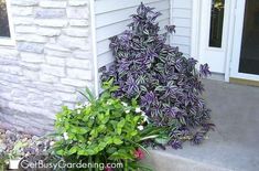 purple and white flowers are growing on the side of a house's front door