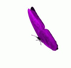 a purple butterfly flying in the sky