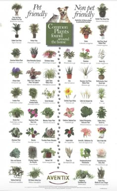 a poster showing different types of plants