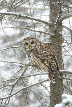 an owl perched on top of a tree branch in the winter snow, looking at the camera