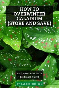 green leaves with white speckles on them and the words, how to overwint caladium store and save