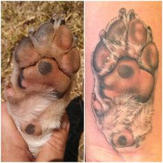 two pictures of the same animal's paw and foot