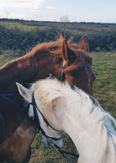 two horses standing next to each other in a field