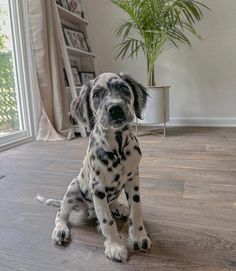 a dalmatian puppy sitting on the floor in front of a window looking at the camera