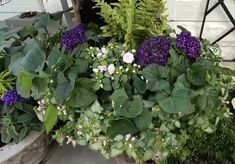 purple flowers and green leaves in pots on the ground