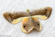 a brown and yellow moth sitting on top of a white surface