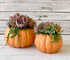 two pumpkin shaped planters with succulents on them