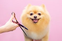 Photo dog gets hair cut at pet spa groom... | Premium Photo #Freepik #photo #comb #hairbrush #hairdresser-tools #hairdresser Dog Grooming Scissors, Pet Spa, Pet Hotel, Dog Wash, Types Of Dogs, How To Look Handsome, Dog Pin, Pet Grooming