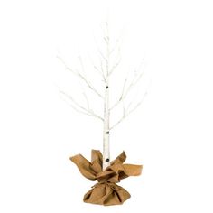 a small white tree with burlap bow tied around it's branches in front of a white background