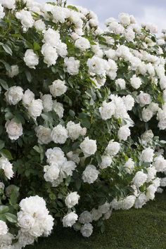 white flowers are growing on the side of a fence