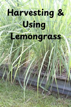 grass growing in the ground with text overlay reading harvesting and using lemongrasss