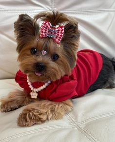 a small dog wearing a red shirt and bow tie on top of a white couch