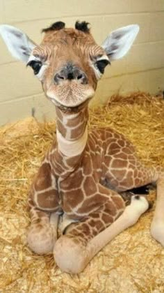 a baby giraffe sitting on top of hay