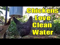 chickens love to clean water from the ground