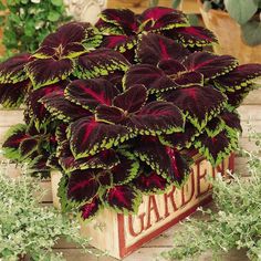 red and green plants are in a wooden box