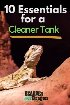 a lizard sitting on top of a rock with the words 10 essentials for a cleaner tank