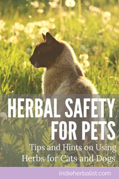 a cat sitting in the grass with text overlay that reads, herb safety for pets tips and hints on using herbs for cats and dogs