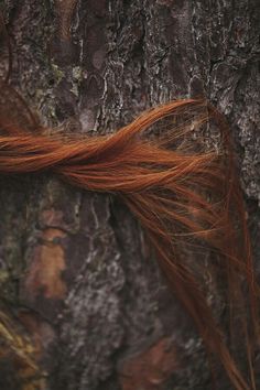 red hair on the side of a tree trunk