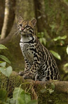 a large cat sitting on top of a tree branch in the forest with lots of green leaves