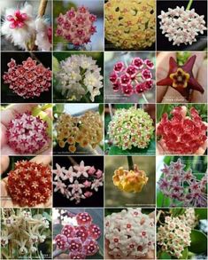 many different types of flowers are shown in this collage, including pinks and yellows