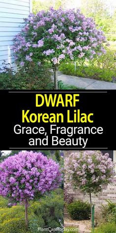 Dwarf Korean Lilac, Syringa meyeri a hardy attractive fragrant flowering easy care landscape shrub, border plant, stand-alone accent or patio tree Korean Lilac, Patio Trees, Border Plants, Front Landscaping, Garden Yard Ideas, Front Yard Landscaping Design, Outdoor Landscaping