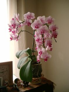 pink flowers are in a vase on a small table next to a window with curtains