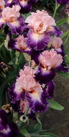 purple and pink flowers are growing in the garden