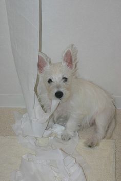 a small white dog sitting next to a pile of toilet paper