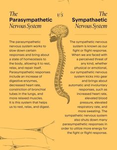 Nervous System Anatomy, Brain Nervous System, Brain Facts, Autonomic Nervous System, Survival Mode