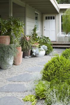 several potted plants in front of a house with stone walkway and gravel path leading to the front door