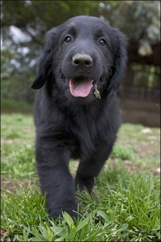 a black dog is walking in the grass with its mouth open and it's tongue hanging out