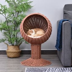 a cat curled up in a wicker chair next to a potted plant