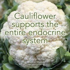 Calendula Benefits, Endocannabinoid System, Endocrine System, Health Info, Natural Medicine, Health Remedies, Body Health