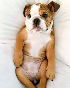 a brown and white dog sitting on top of a bed