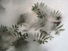 some green leaves and red berries on a white surface