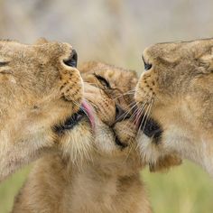 two lion cubs are playing with each other