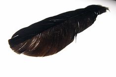 a close up of a feather on a white background