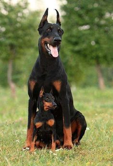 two black and brown dogs sitting in the grass