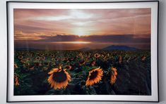 the sun is setting over a large field of sunflowers