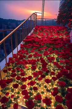 red roses are lit up on the stairs with lights in front of them and there is no image to describe